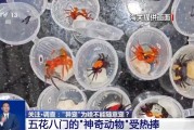 梅州@铲屎官们 养“异宠”或危害国家安全 这些行为违法了