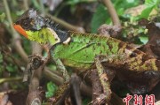 梅州云南南滚河保护区首次发现红唇棘蜥