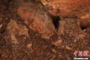 梅州江西发现蜘蛛新物种 为研究呵叻蛛属适应区域提供依据