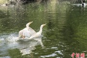 梅州吉林：罕见白鸬鹚连续两年“故地重游”