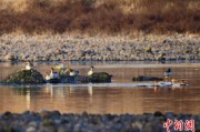 梅州歙县完成安徽首个县域生物多样性调查 共记录物种近4千种